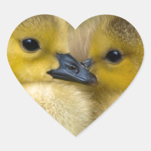 Cute Yellow Fluffy Ducklings, Baby Eenden Hart Sticker