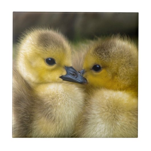 Cute Yellow Fluffy Ducklings, Baby Eenden Tegeltje (Voorkant)