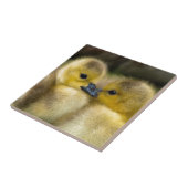 Cute Yellow Fluffy Ducklings, Baby Eenden Tegeltje (Zijkant)