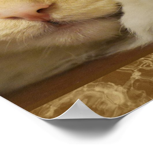 Cute Yellow Kitten Poster (Hoek)