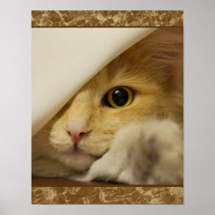 Cute Yellow Kitten Poster