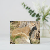 Cute Yellow Mongoose Briefkaart (Staand voorkant)