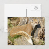 Cute Yellow Mongoose Briefkaart (Voorkant / Achterkant)