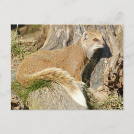 Cute Yellow Mongoose Briefkaart