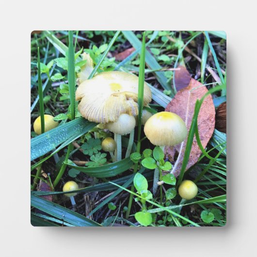Cute Yellow Mushrooms, Oregon Fotoplaat (Voorkant)