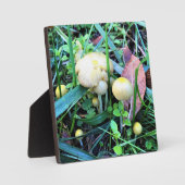 Cute Yellow Mushrooms, Oregon Fotoplaat (Voorkant)