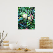 Cute Yellow Mushrooms, Oregon Poster (Keuken)