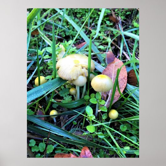 Cute Yellow Mushrooms, Oregon Poster (Voorkant)