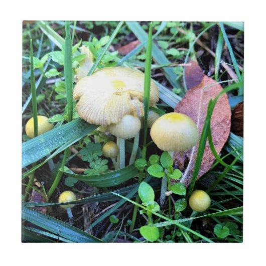 Cute Yellow Mushrooms, Oregon Tegeltje (Voorkant)