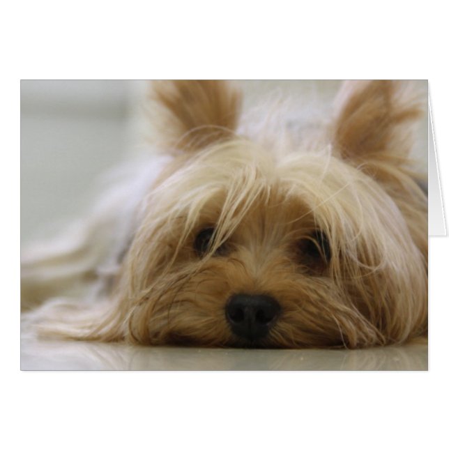 Cute Yorkie (Voorkant Horizontaal)