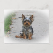 Cute Yorkie Briefkaart (Voorkant)