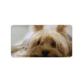 Cute Yorkie Etiket (Voorkant)