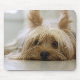 Cute Yorkie Muismat