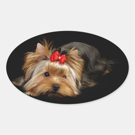 Cute yorkie ovale sticker (Voorkant)