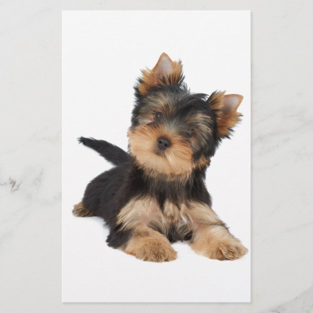 Cute yorkie puppy (Voorkant)