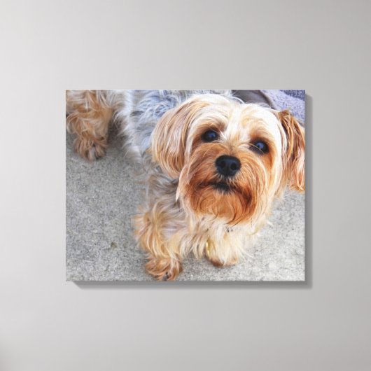 Cute Yorkie Puppy Canvas Afdruk (Voorkant)