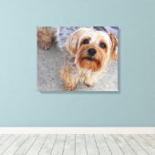 Cute Yorkie Puppy Canvas Afdruk (Insitu (Houten vloer))