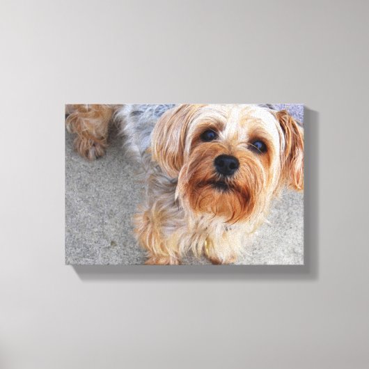 Cute Yorkie Puppy Canvas Afdruk (Voorkant)