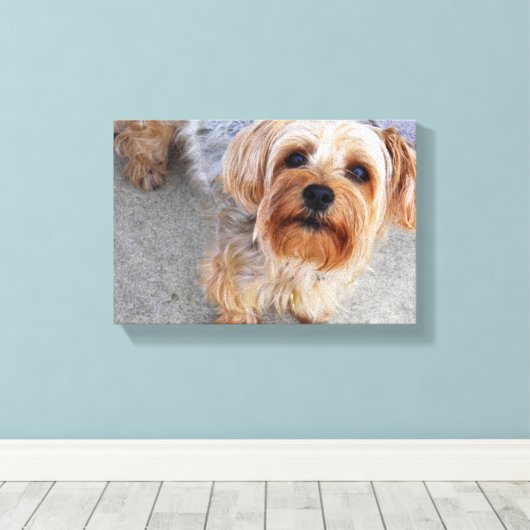 Cute Yorkie Puppy Canvas Afdruk (Insitu (Houten vloer))
