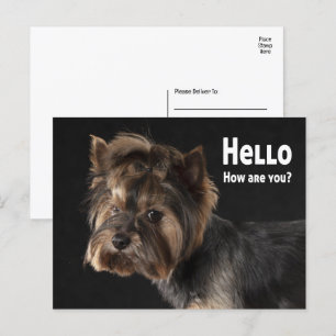 Cute Yorkie Puppy Dog Love Yorkshire Terrier Hallo Briefkaart