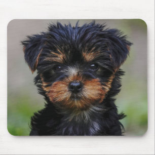 Cute Yorkie Puppy Muismat