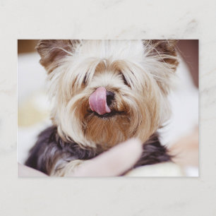 Cute Yorkie Terrier Briefkaart