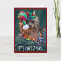Cute Yorkie Wearing Elf Pet