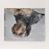 Cute Yorkie Yorkshire Terrier Sunbathing Legpuzzel (Horizontaal)