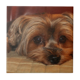 Cute yorkshire shier dog,yorkie tegeltje