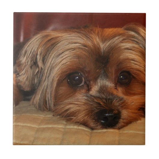 Cute yorkshire shier dog,yorkie tegeltje (Voorkant)