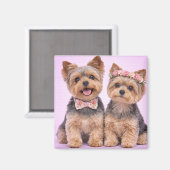 Cute Yorkshire Terrier Couple Valentine Magnet (Voorkant / Achterkant)