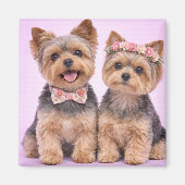 Cute Yorkshire Terrier Couple Valentine Magnet (Voorkant)