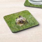 Cute Yorkshire Terrier die door Grass loopt Bier Onderzetter (Linkerzijde)