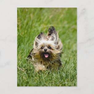 Cute Yorkshire Terrier die door Grass loopt Briefkaart