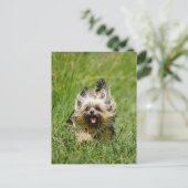 Cute Yorkshire Terrier die door Grass loopt Briefkaart (Staand voorkant)