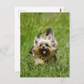 Cute Yorkshire Terrier die door Grass loopt Briefkaart (Voorkant / Achterkant)