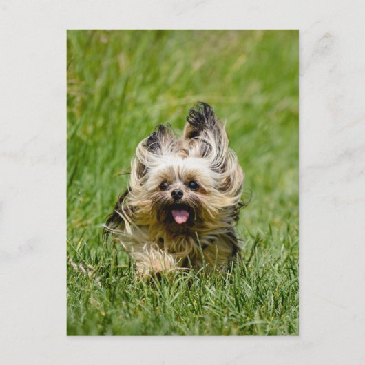 Cute Yorkshire Terrier die door Grass loopt Briefkaart (Voorkant)