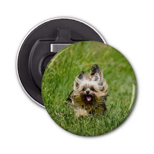 Cute Yorkshire Terrier die door Grass loopt Button Flesopener (Voorkant)