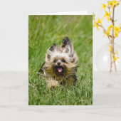 Cute Yorkshire Terrier die door Grass loopt Kaart (Gele Bloem)