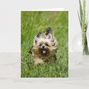 Cute Yorkshire Terrier die door Grass loopt Kaart