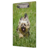 Cute Yorkshire Terrier die door Grass loopt Klembord (Links)