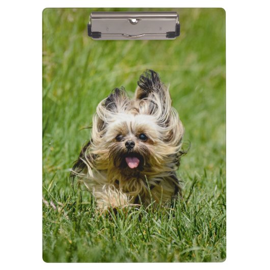 Cute Yorkshire Terrier die door Grass loopt Klembord (Voorkant)