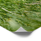 Cute Yorkshire Terrier die door Grass loopt Poster (Hoek)