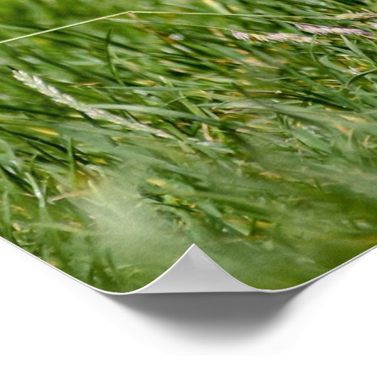 Cute Yorkshire Terrier die door Grass loopt Poster (Hoek)