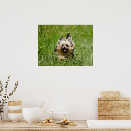 Cute Yorkshire Terrier die door Grass loopt Poster (Keuken)