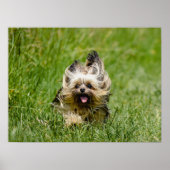 Cute Yorkshire Terrier die door Grass loopt Poster (Voorkant)