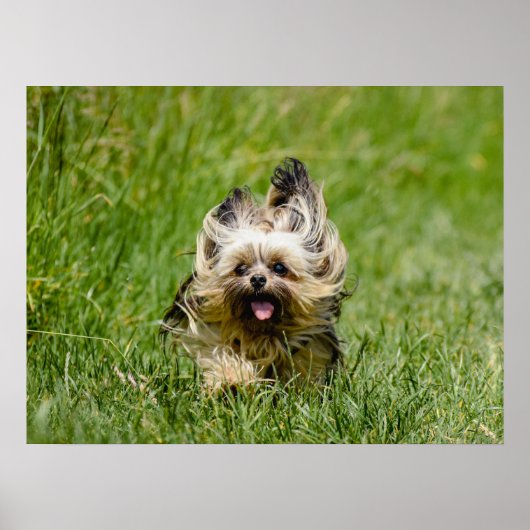 Cute Yorkshire Terrier die door Grass loopt Poster (Voorkant)