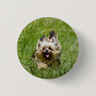 Cute Yorkshire Terrier die door Grass loopt Ronde Button 3,2 Cm