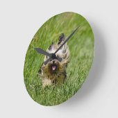 Cute Yorkshire Terrier die door Grass loopt Ronde Klok (Hoek)