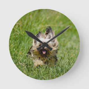 Cute Yorkshire Terrier die door Grass loopt Ronde Klok